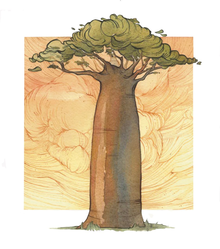 A boab tree