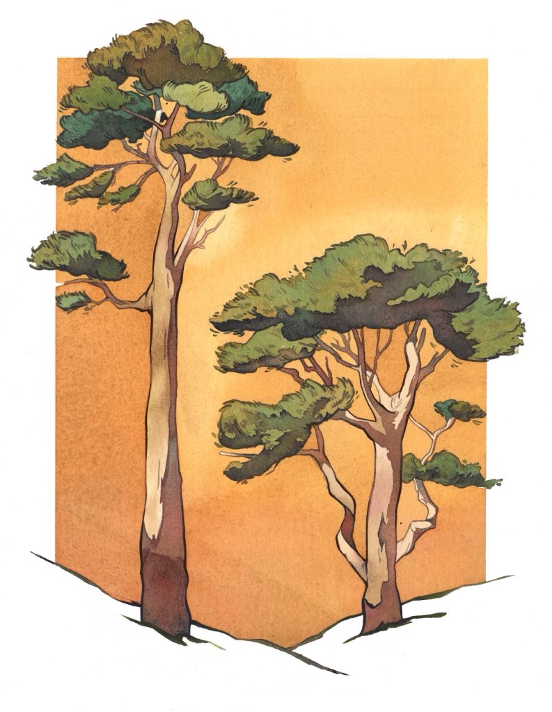 Two pine trees standing tall against the sky