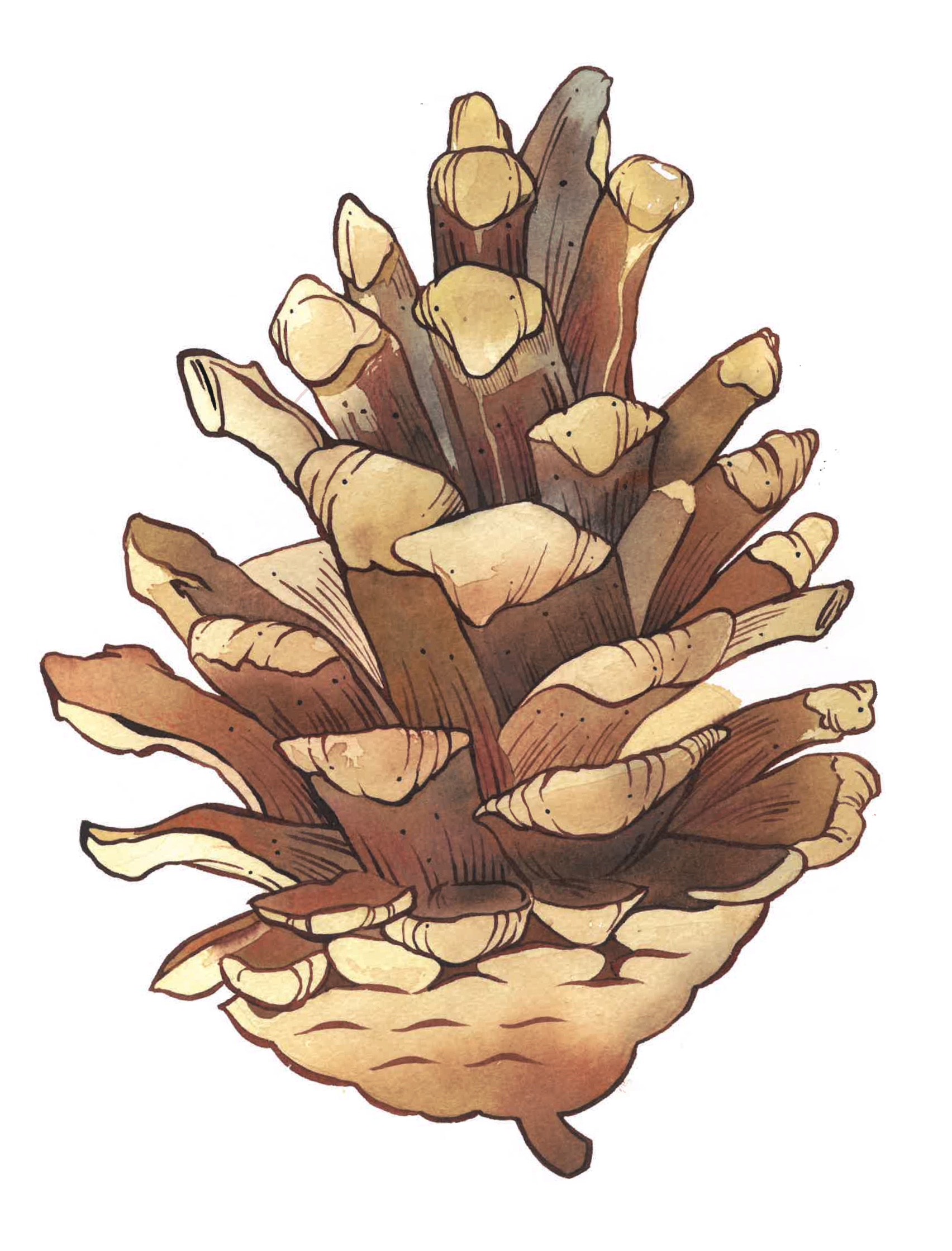 Pine cone