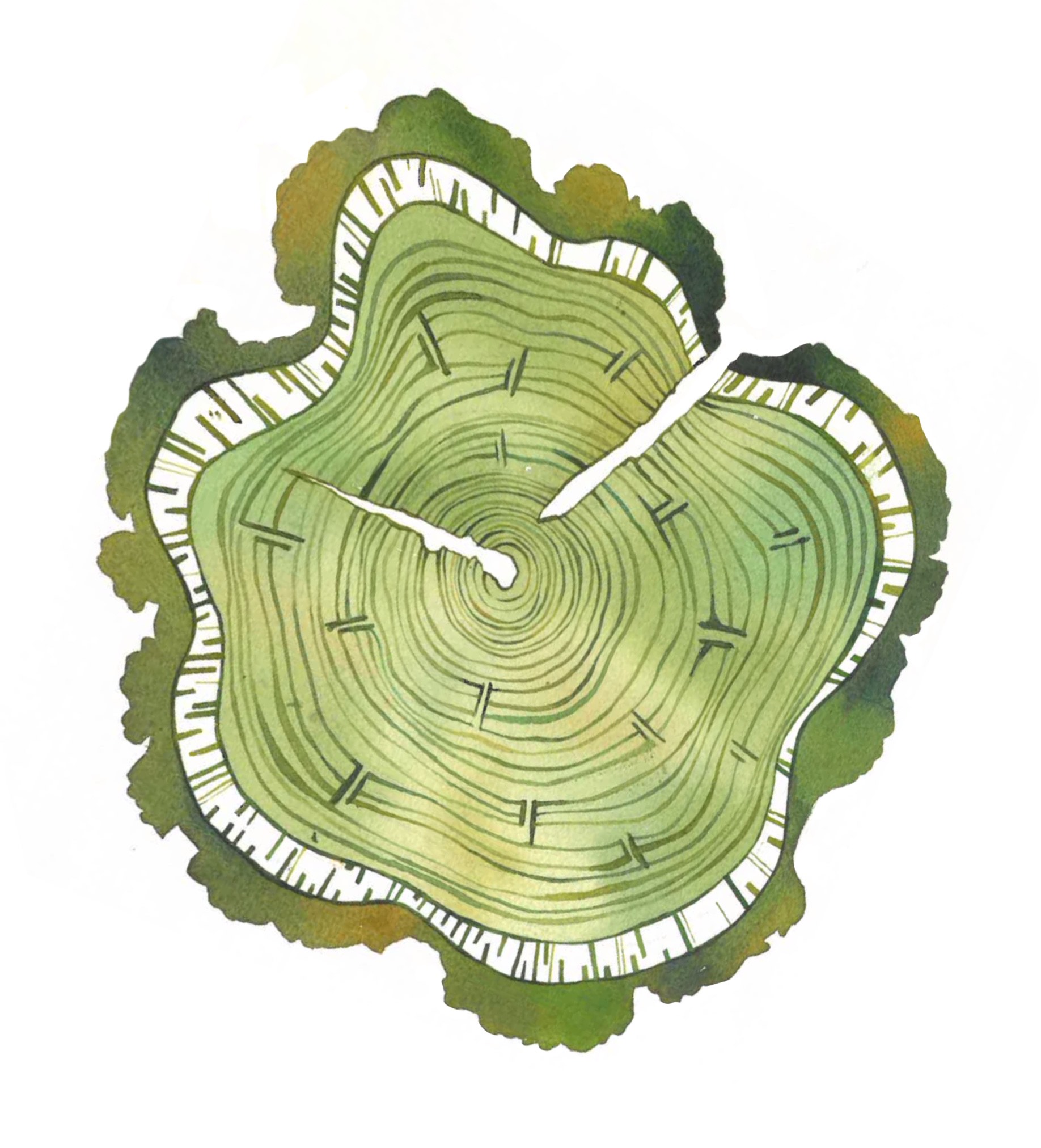 Cross-section of a tree trunk showing growth rings